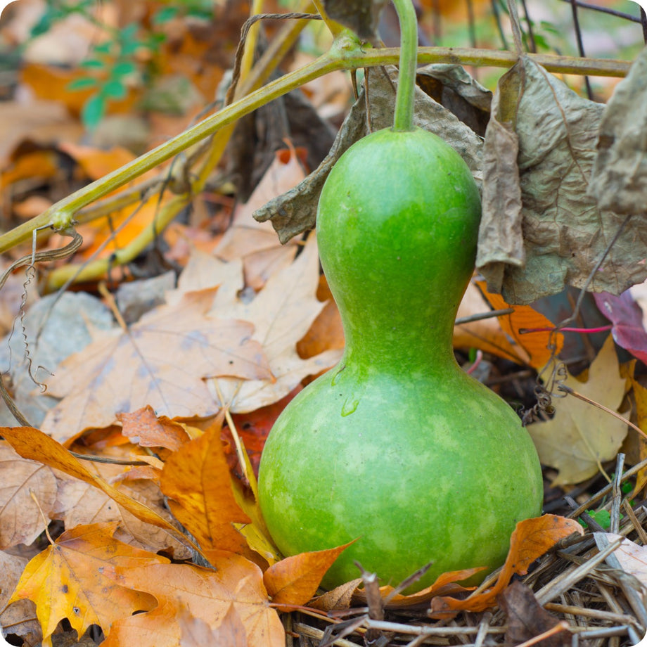 planting birdhouse gourd seeds Gourd Seeds