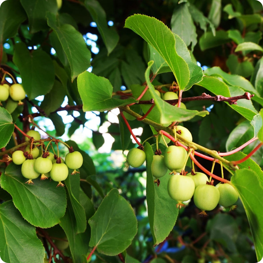 kiwi plant from seed Kiwi Vine Seeds