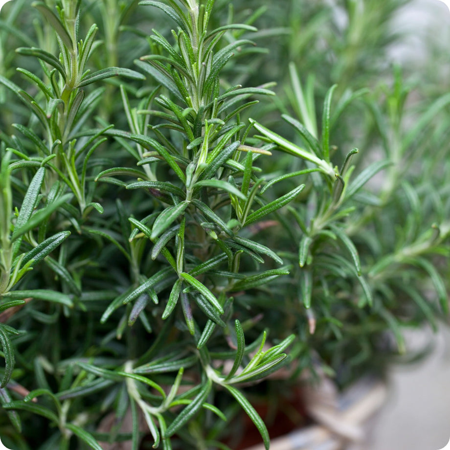 Rosemary Seeds – Heirloom Untreated NON-GMO From Canada – The