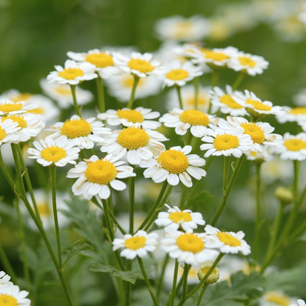 Chamomile Flower chamomile-flower