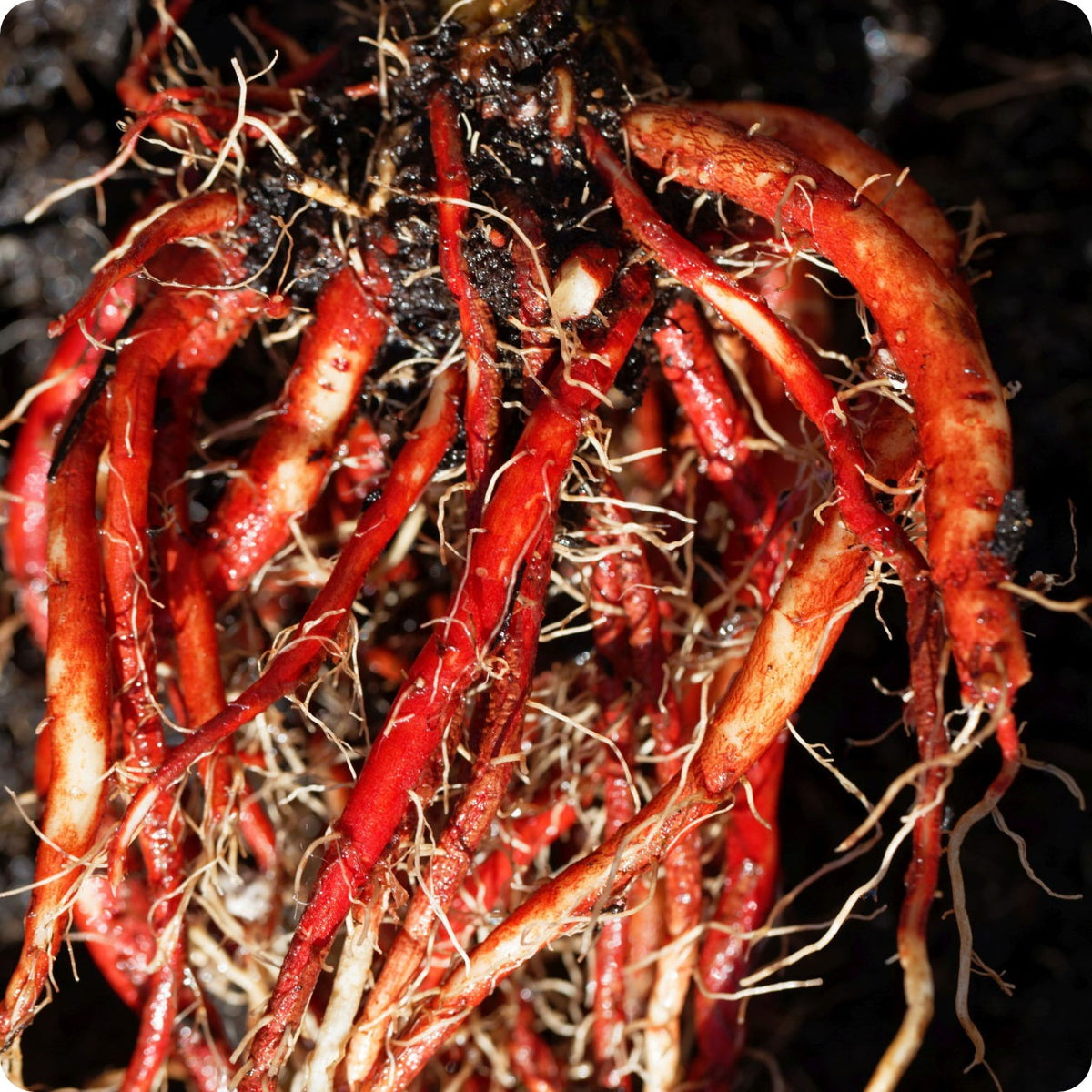 Sage Seeds - Chinese Red-Rooted – The Incredible Seed Company Ltd