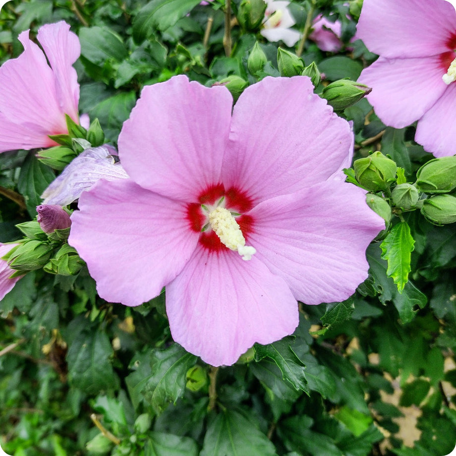 rose of sharon hibiscus seeds Hibiscus Seeds
