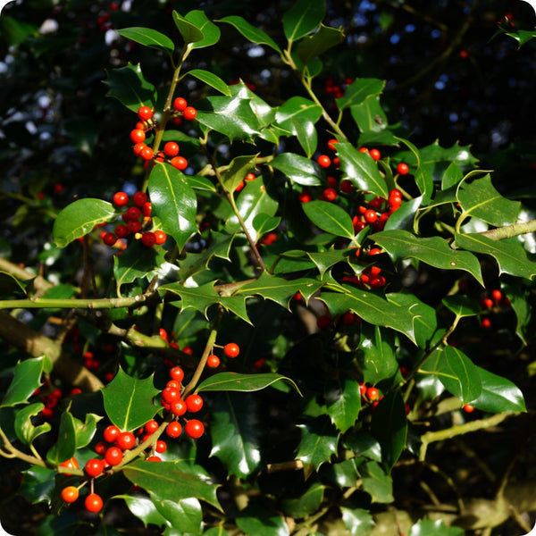 Holly Seeds, American