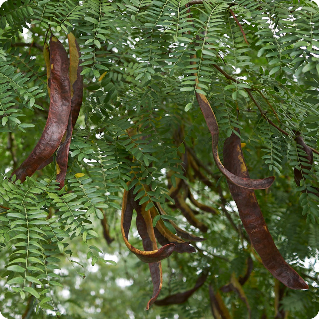 Black Locust Rash Black Locust Pods