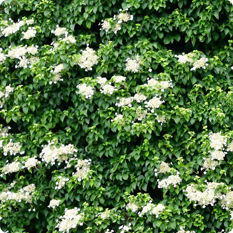 Hydrangea Seeds - Climbing Hydrangea