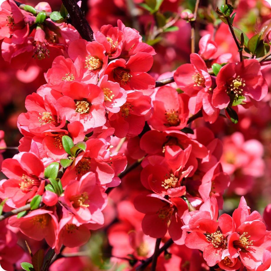 Quince – The Incredible Seed Company Ltd