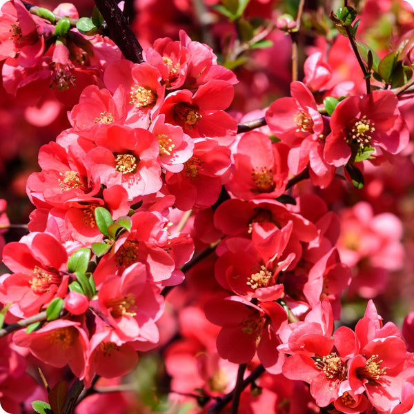 Quince Seeds - Kusa-Boke (Japanese Flowering)