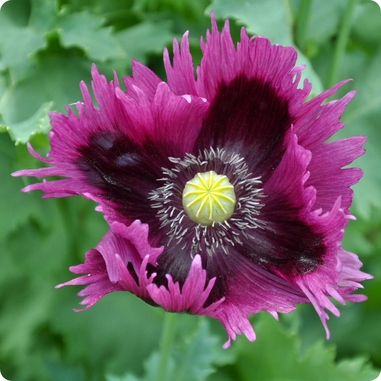 Perple Poppy Poppy Seeds - Jimi's Purple Haze β The Incredible Seed Company Ltd