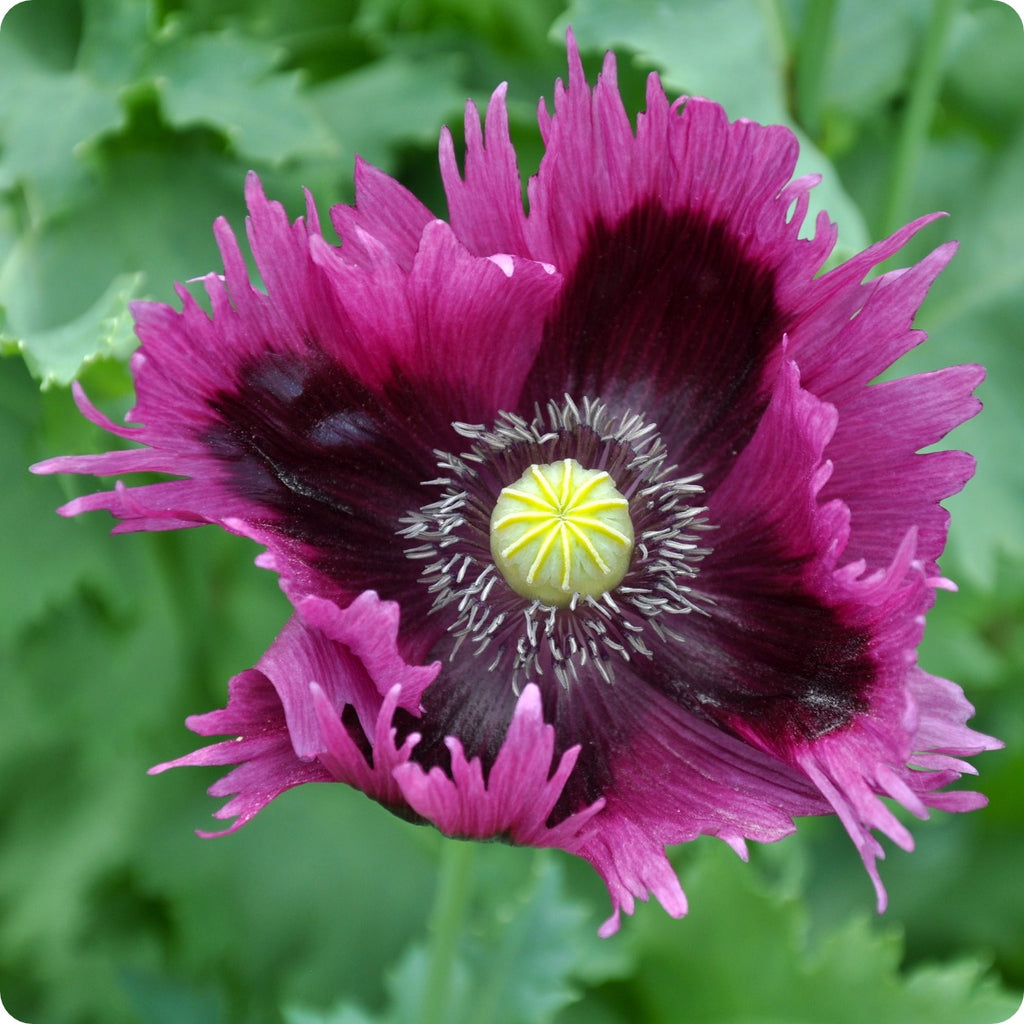 Poppy Seeds Jimi's Purple Haze The Incredible Seed Company Ltd