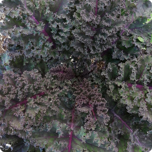 Kale Seeds - Baltisk Rod Purpurkal