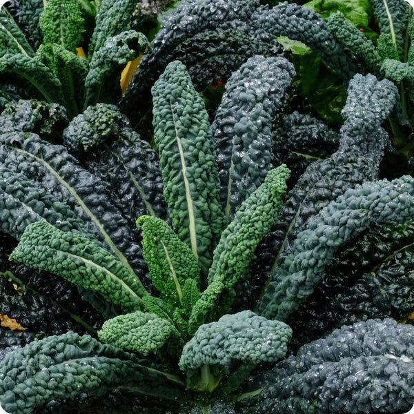 Kale Seeds - Lacinato / Dinosaur / Black Tuscan