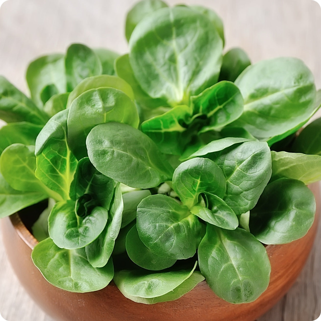 Mache / Corn Salad Seeds - Heirloom Untreated NON-GMO From Canada - The ...