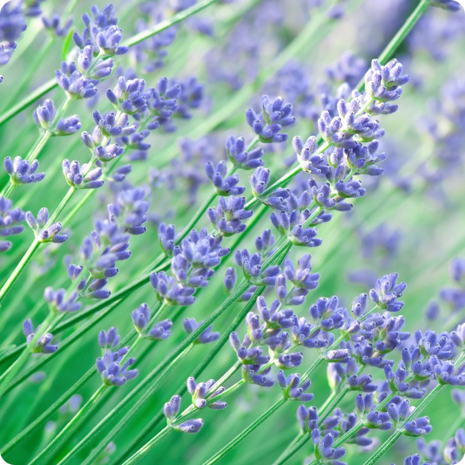 Lavender Seeds
