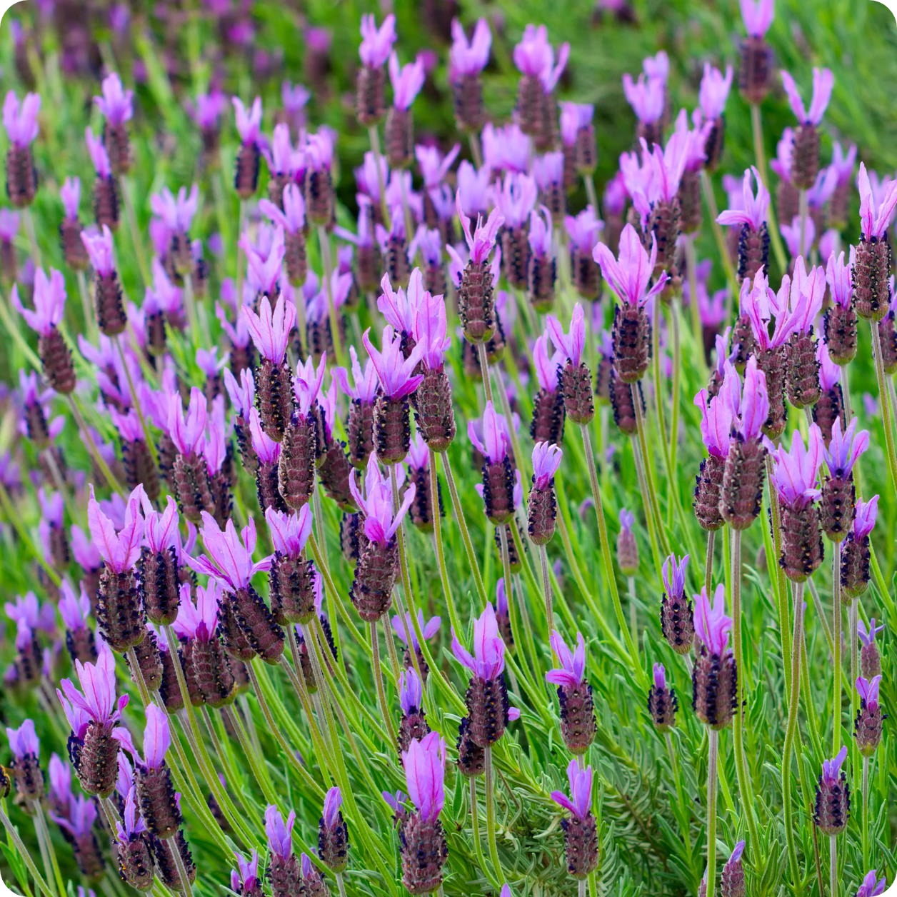 french lavender from seed Lavender Seeds
