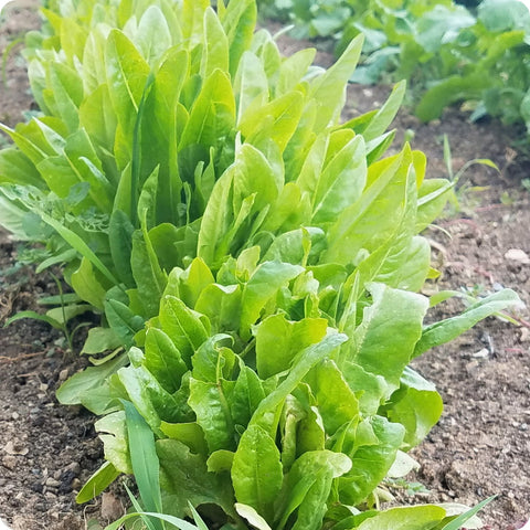 Lettuce Seeds - Amish Deer Tongue