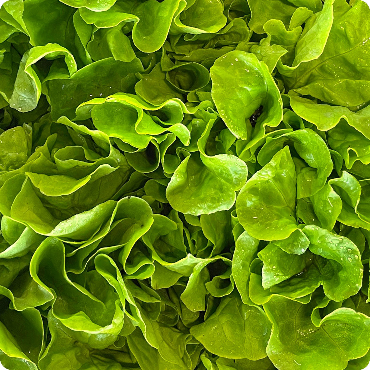 Lettuce Seeds Emerald Oak The Incredible Seed Company Ltd