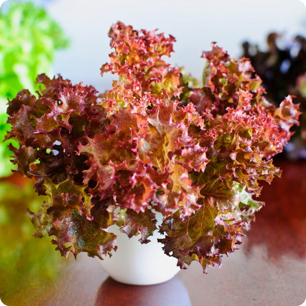 Lettuce Seeds - Red Salad Bowl