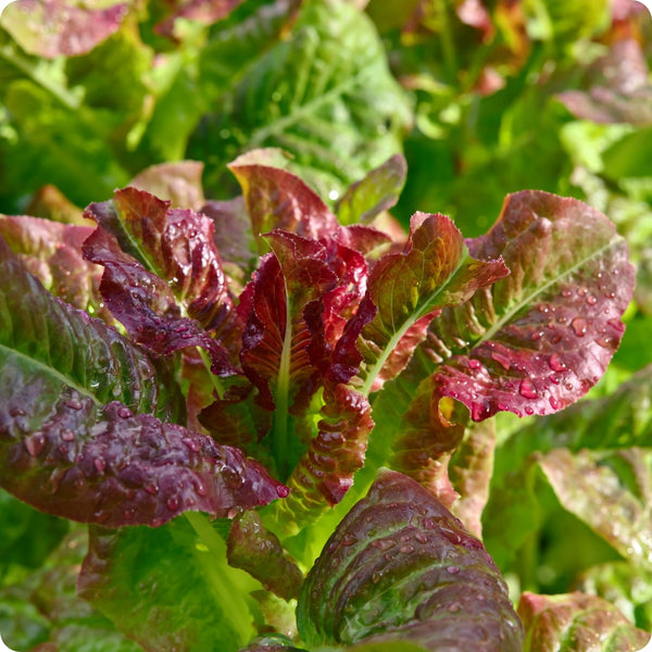 Lettuce Seeds - Rouge d'Hiver