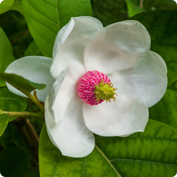Magnolia Seeds - Oyama