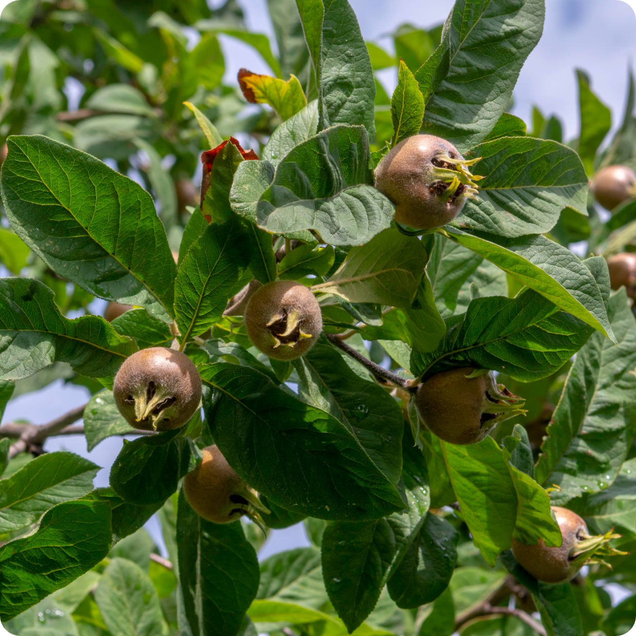Medlar Tree medlar-tree