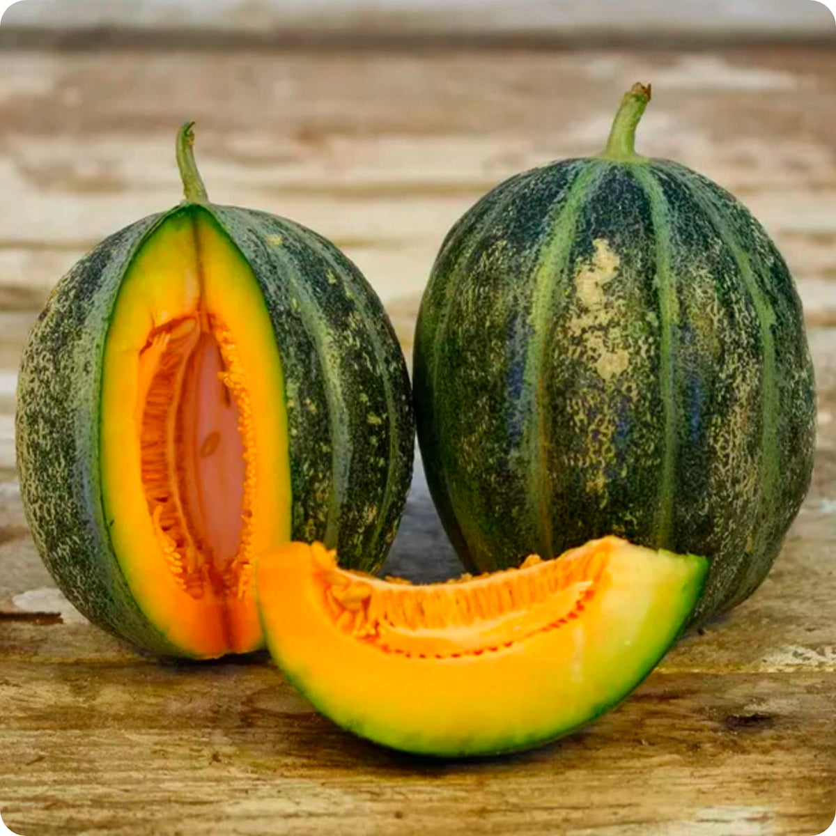 Emerald Gem Melon Seeds Heirloom Untreated NONGMO From Canada The