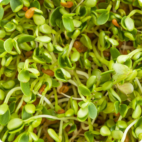 Microgreen Seeds - Fenugreek