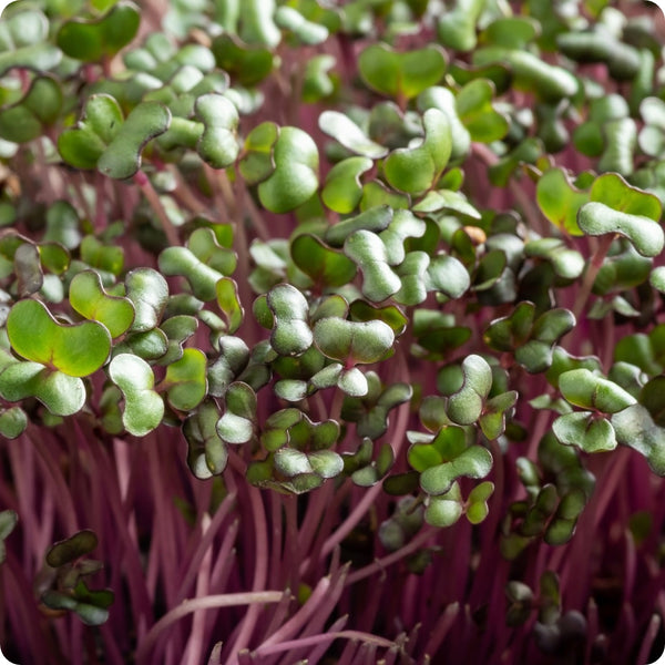 Microgreen Seeds - Red Cabbage
