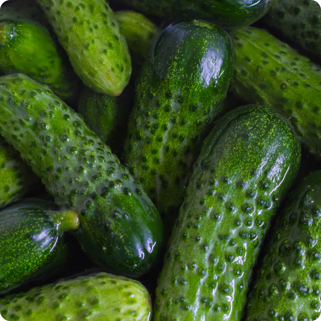 Cucumbers Where To Get Pickling Cucumbers Cucumber | National Pickling – The