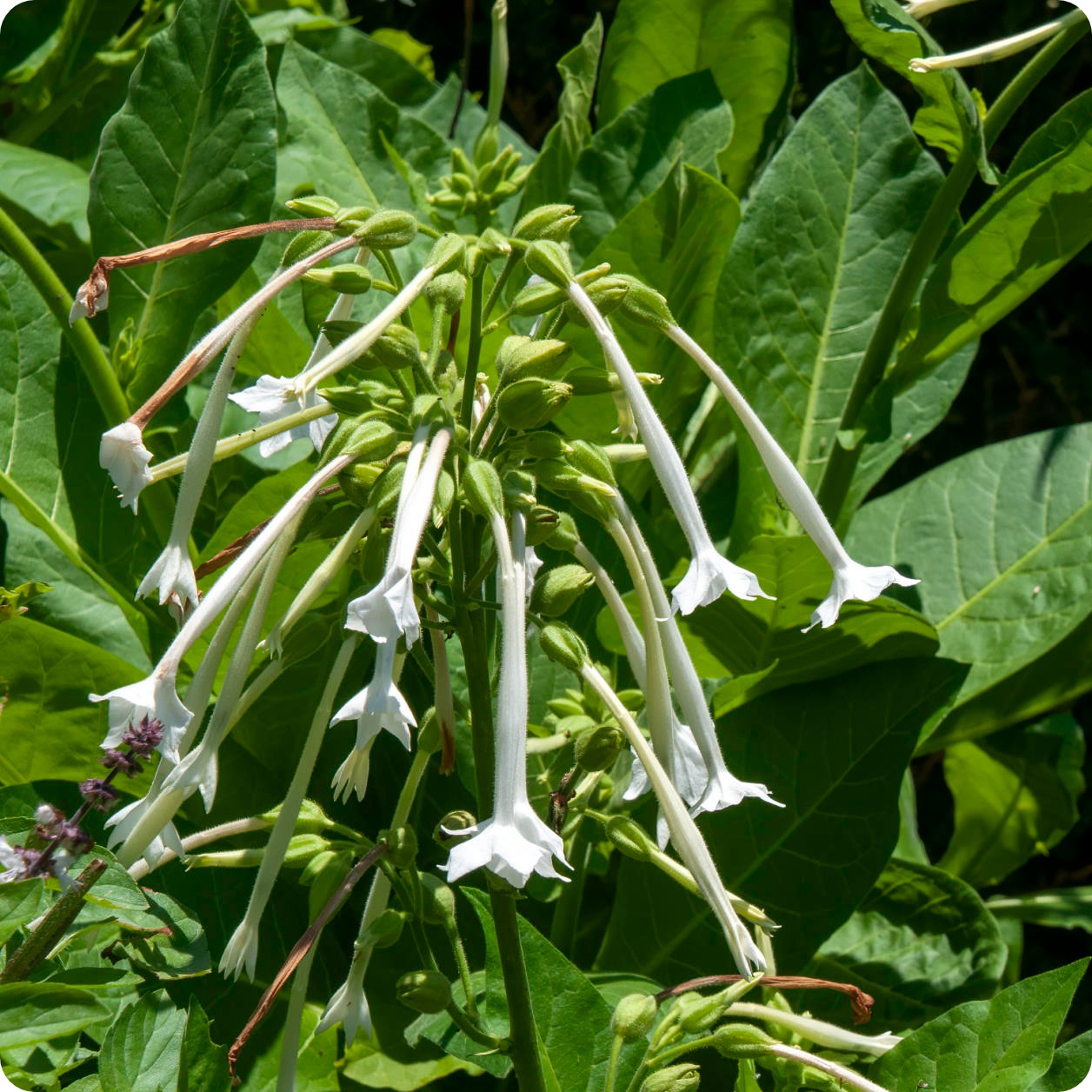 Nicotiana Seeds Ghost Pipes The Incredible Seed Company Ltd
