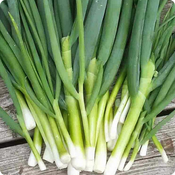 Tokyo Long White Green Onion Seeds