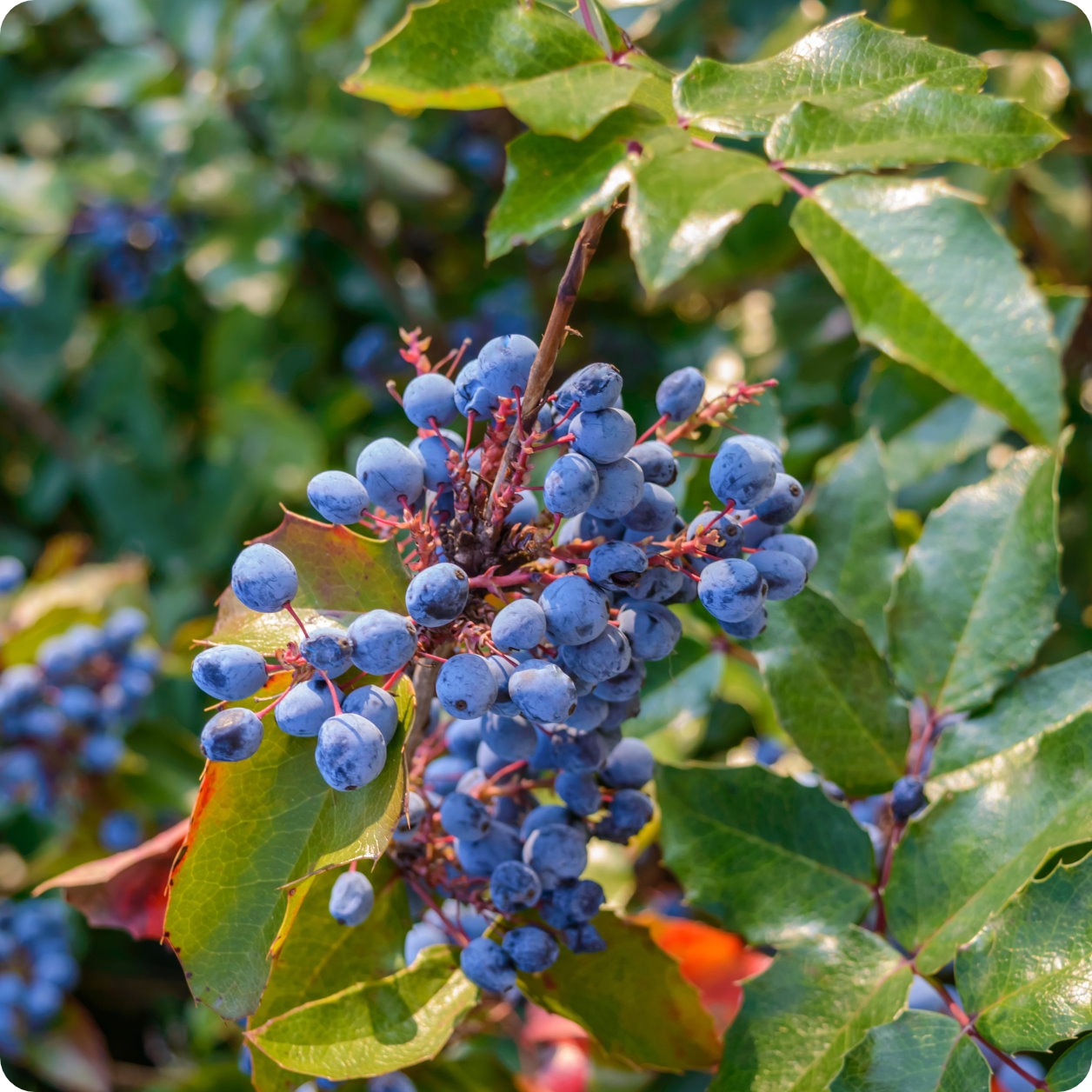 Grape T Blue Grapes With Seeds