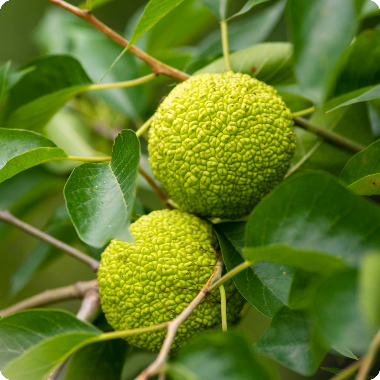 plant orange tree from seed Osage Orange Seeds