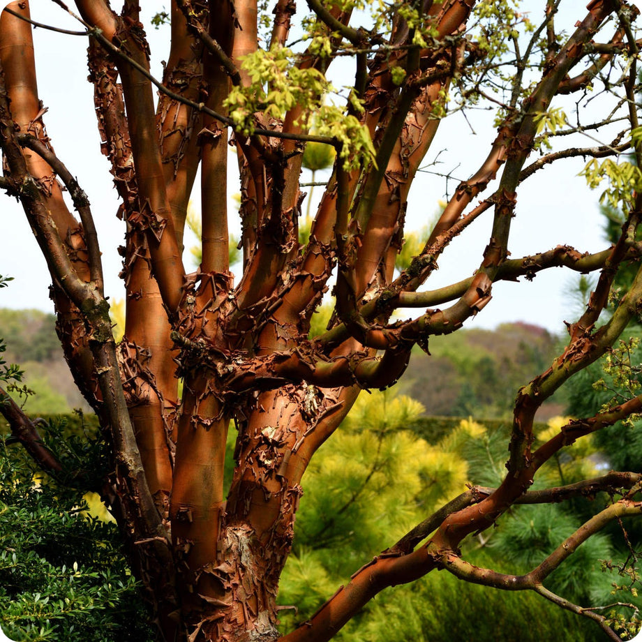 Maple Tree Seeds