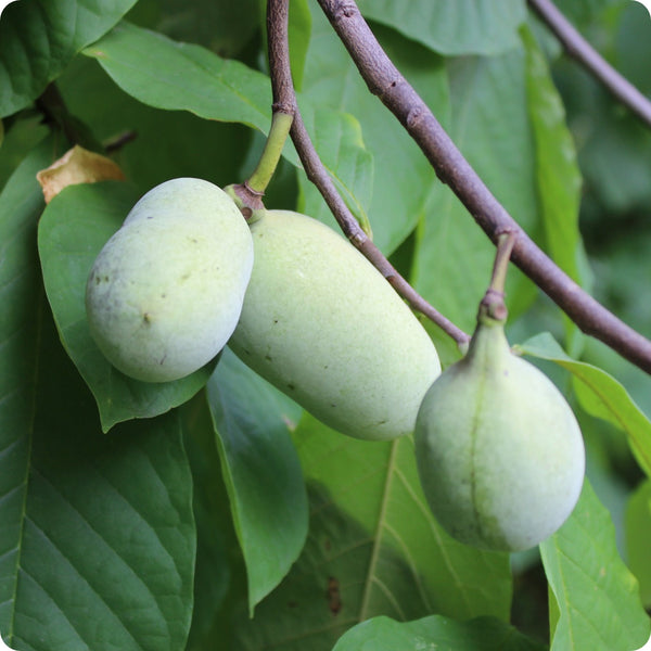 Pawpaw Seeds - Cultivated/Improved - Northern Sourced Seeds