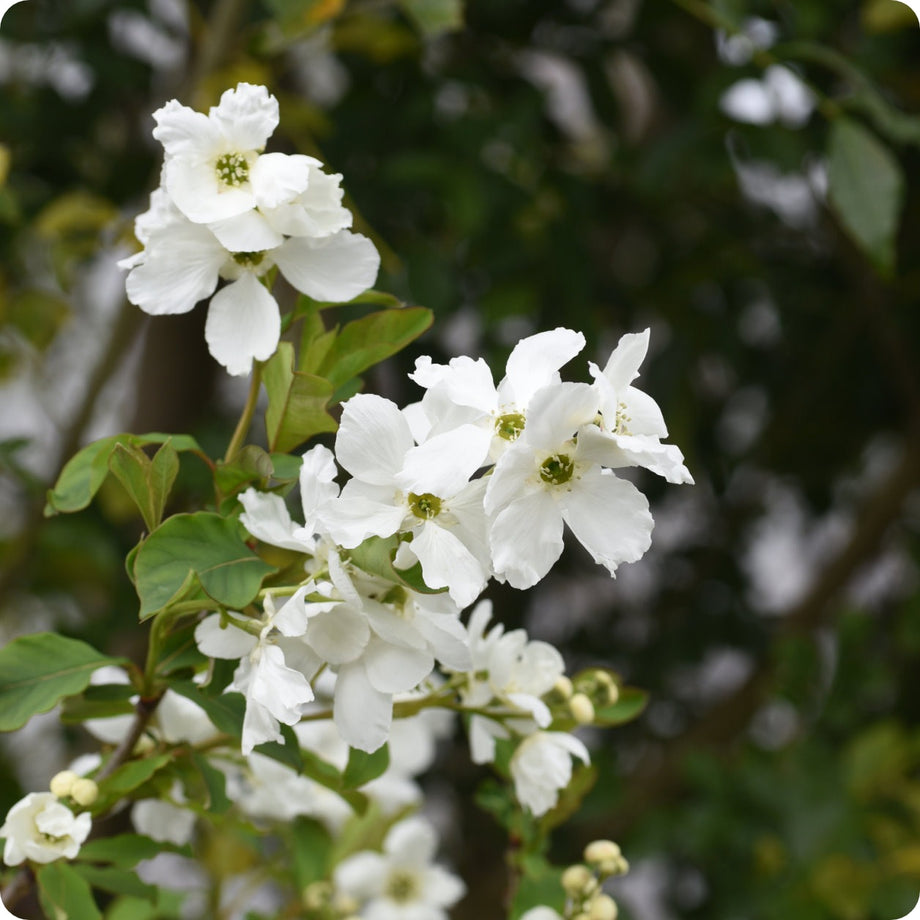 Pearl Bush Seeds – The Incredible Seed Company Ltd