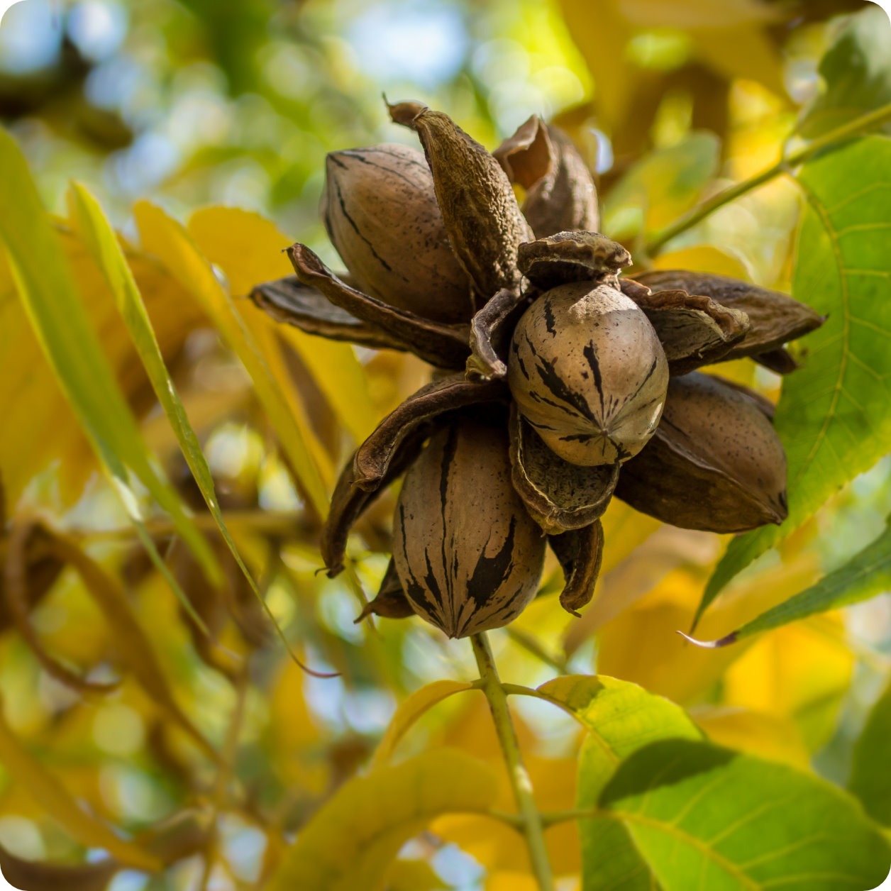 plant pecan tree from seed Pecan Seeds
