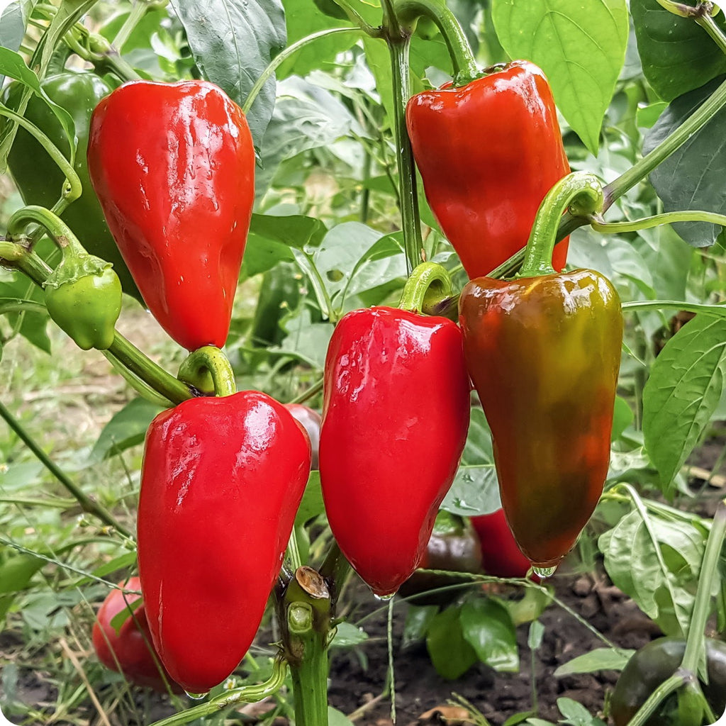 Apple Sweet Pepper Seeds Heirloom Untreated NONGMO From Canada The