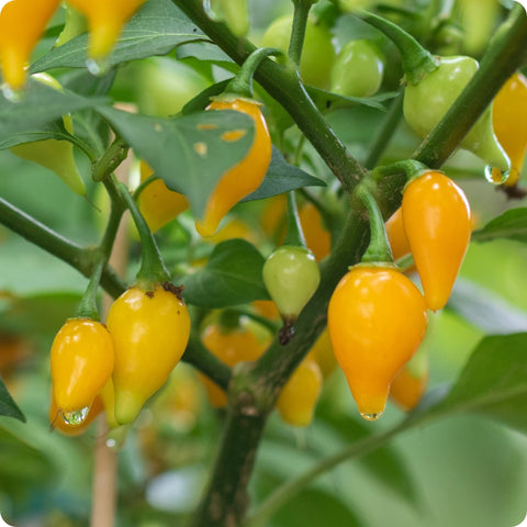 Biquinho Yellow Hot Pepper Seeds