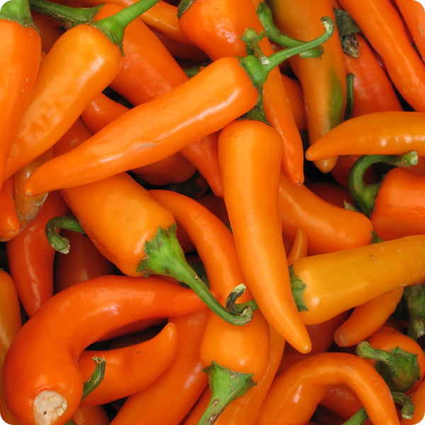 Bulgarian Carrot Hot Pepper Seeds