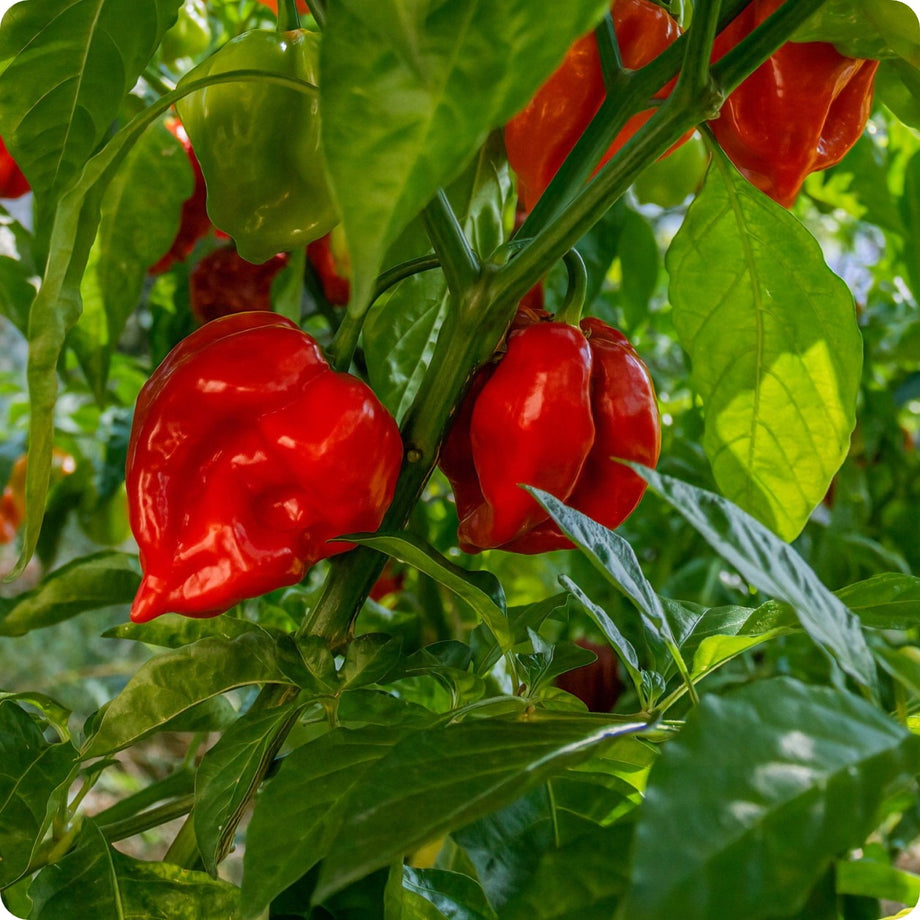 planting habanero pepper seeds Pepper Seeds, Hot