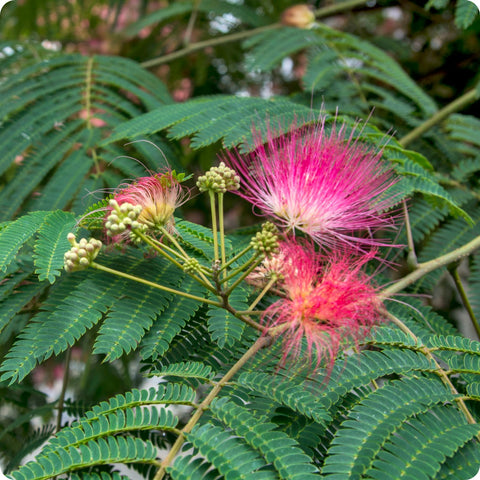 Mimosa Tree Seeds (Albizia julibrissin)