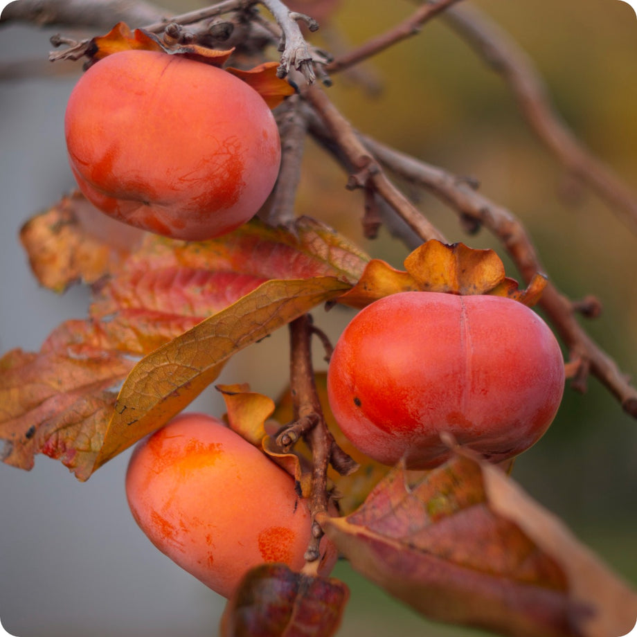persimmon plant from seed Persimmon Seeds