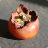 Persimmon Seeds, North American (Diospyros virginiana)