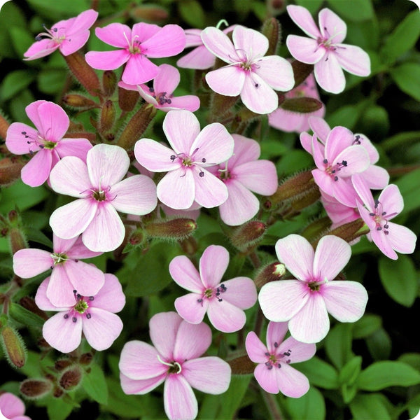 Soapwort Seeds - Pink Beauty