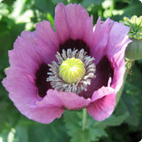 Poppy Seeds - Ziar Blue Breadseed - Heirloom Untreated NON-GMO From Canada