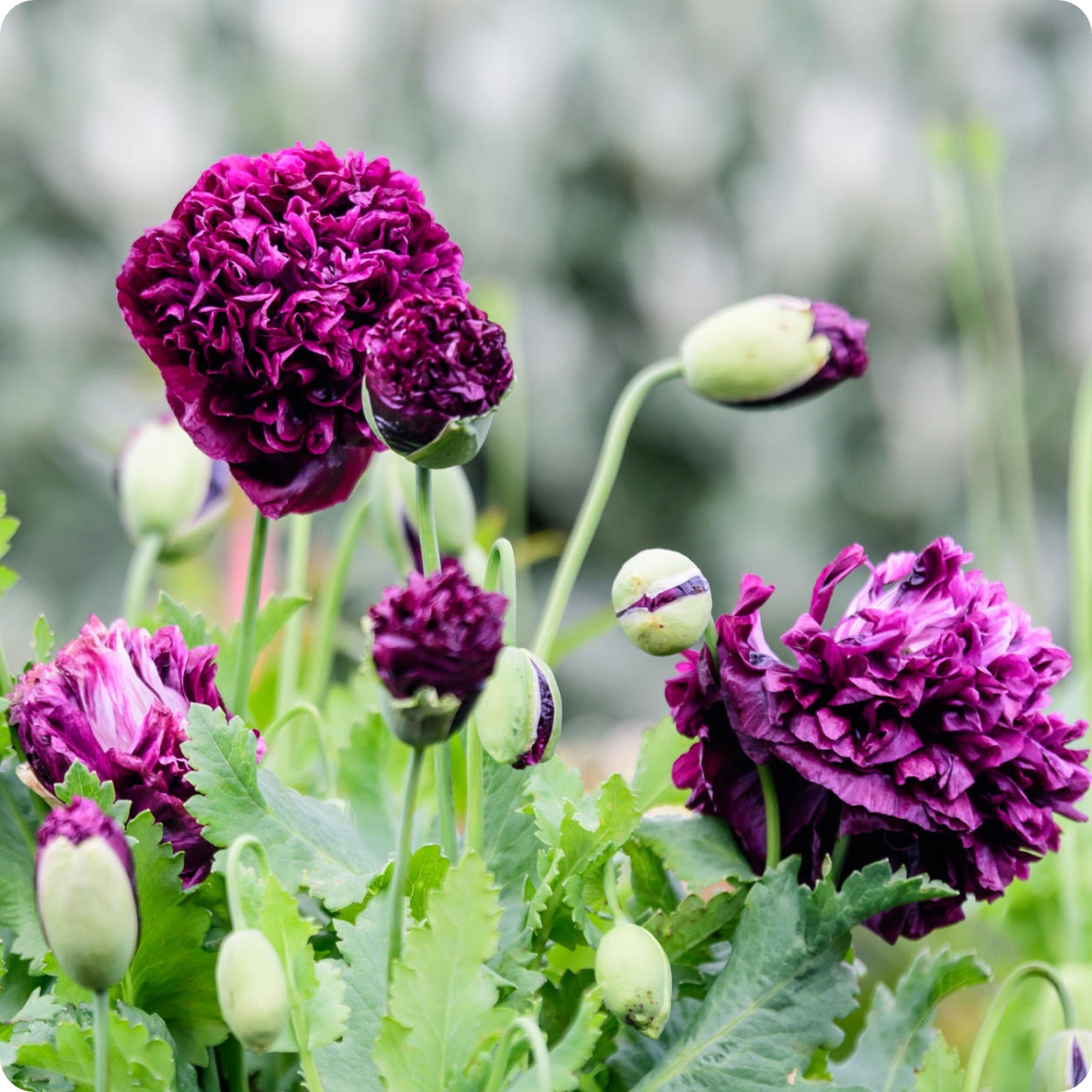 black poppy flower seeds Poppy Seeds