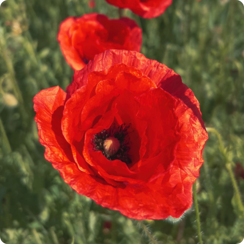 Poppy Seeds Breadseed The Incredible Seed Company Ltd
