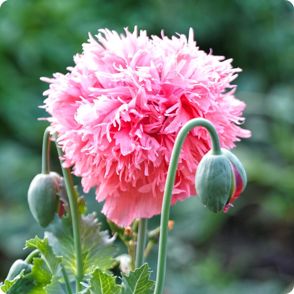 Poppy Seeds - Rose Peony Poppy