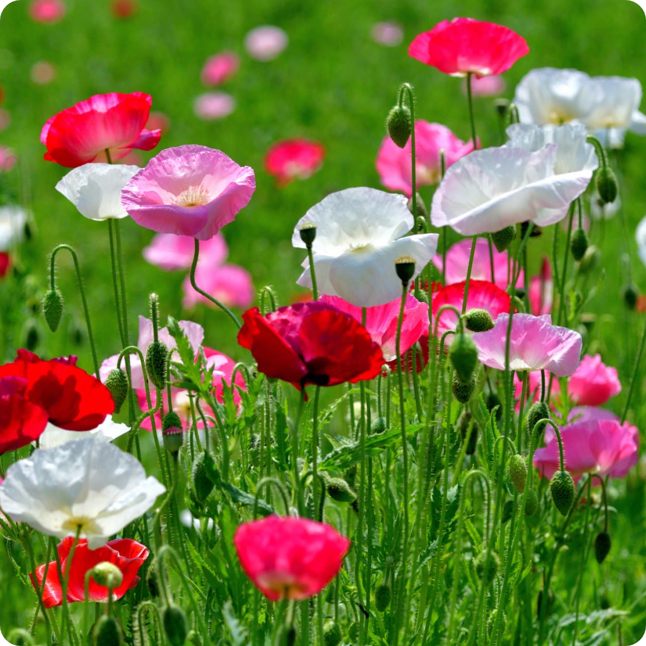 poppy seed flower images Poppy Seeds