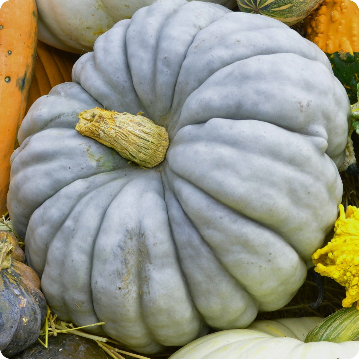 Shop for Pumpkins at The Incredible Seed Company Ltd Heirloom